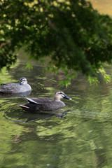 池のカモと緑