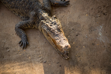 Fototapeta premium Crocodile