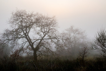 Obraz na płótnie Canvas Trees in the midst of fog and mist