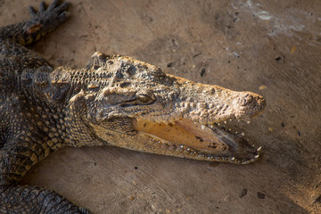 Crocodile
