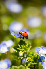 Ladybug on small blue flowers in nature