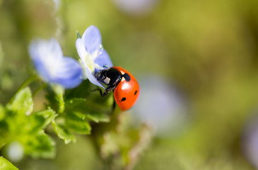 Ladybug on small blue flowers in nature