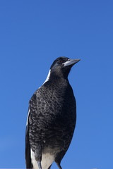 Australian Magpie on a Blue Sky Background