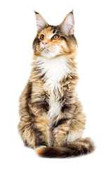 Cat looks, Maine Coon breed