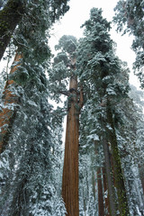 Redwood forest in winter