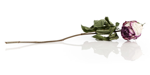 Wilted rose