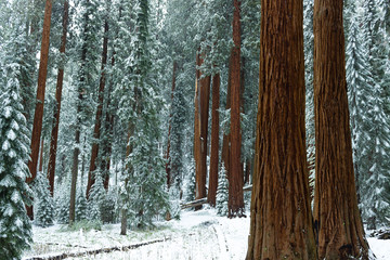 Redwood forest in winter