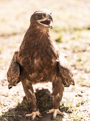 Portrait of an eagle in a park