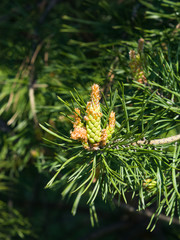 Young pine pinus pollen strobili and shoots macro, selective focus, shallow DOF