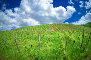 Fototapeta na wymiar View into the green german vineyards