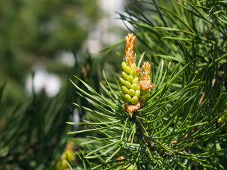 Young pine pinus pollen strobili and shoots macro, selective focus, shallow DOF