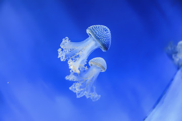 White-spotted jellyfish Phyllorhiza punctata
