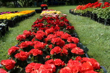 Begonias in boxes. Begonias seedlings is offered for sale.