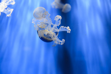 White-spotted jellyfish Phyllorhiza punctata