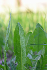 Leaves of dandelion close up. 