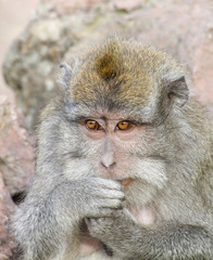 Macaque monkey portrait