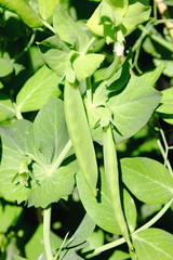 green bean plant growing in garden	