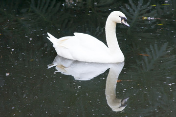 A swan swims placidly by on a pond, along with its reflection.
