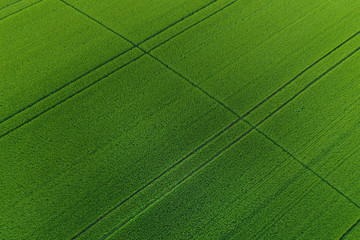 Green wheat field as background - Powered by Adobe
