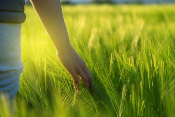 Hand touching crops in field