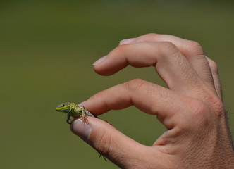 Man holding lizard in hand with blurred background