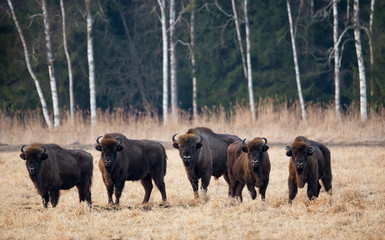 A Herd Of European Aurochs Grazing On The Field.Five Large Brown Bison On The Birch Forest Background.Five Bulls With Big Horns In The Bialowieza Forest Reserve.Belarus,Poland.Bestial Gang.  © Vlad Sokolovsky