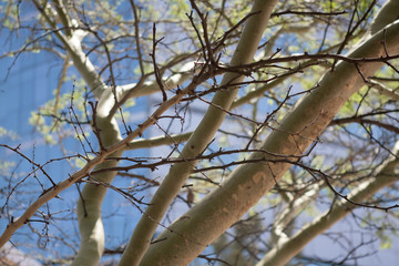 Landscape view of a tree in a city square in Durban, South Africa.  A tree grows in a square near...