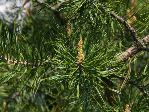 Young pine pinus shoots macro, selective focus, shallow DOF