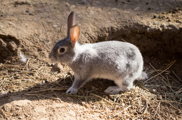 Hares on the ground in the wild