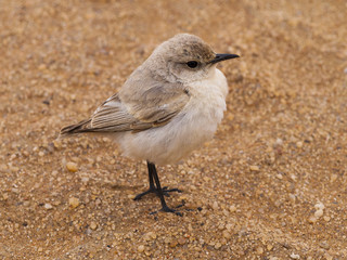 Bird near Swakopmund, Namibia