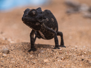 Chameleon near Swakopmund, Namibia
