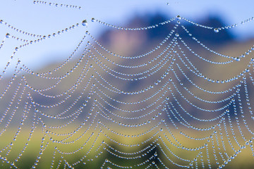 Dew-drops in a spider's web; photographed near Underberg in the Drakensberg Mountain range in South Africa.  Landscape view with a mountain in the background.  (Blurred background))