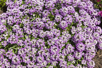 small flowers background