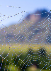 Dew-drops in a spider's web; photographed near Underberg in the Drakensberg Mountain range in South Africa.  Landscape view with a mountain in the background.  (Blurred background))