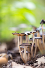 Inedible mushrooms on the ground in the park