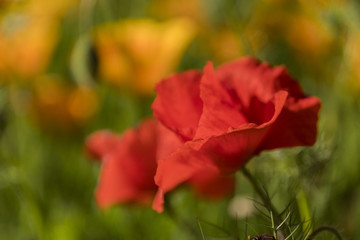 Fleurs en Chartreuse - Gr&eacute;sivaudan - Is&egrave;re.