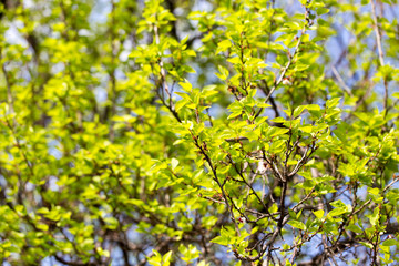 Small green leaves on a tree in spring