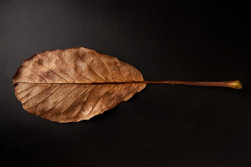 Underside of brown oval leaf on black background, horizontal