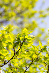 Obraz premium Small green leaves on a tree in spring