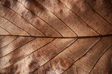 Full frame brown Autumn leaf