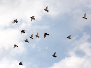 Flock of pigeons against the sky with clouds
