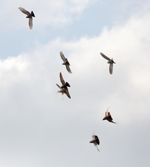 Flock of pigeons against the sky with clouds