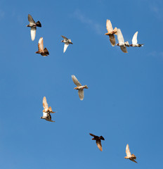 Flock of pigeons against the sky