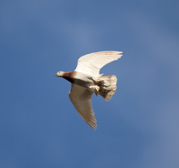 One dove flies against the blue sky