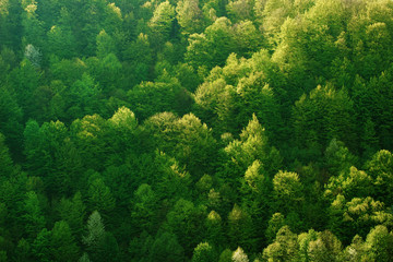 Hills with green deciduous trees in Carpathians