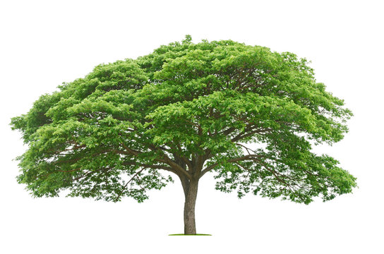 big tree and green leaf isolate on white background