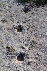 Gooat steps footprints on the ground