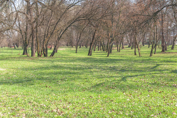 Green lawn with trees in big public park