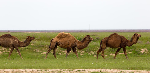 Naklejka na ściany i meble Camel in the pasture in the spring