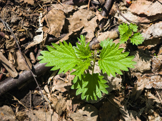 Common or Stinging Nettle, Urtica dioica, small plant macro, selective focus, shallow DOF